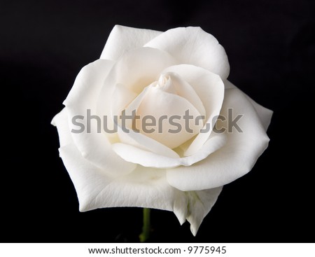 Beautiful White rose isolated on black