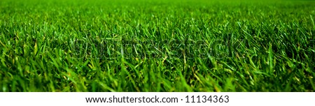 Macro of green grass texture with shallow depth of field