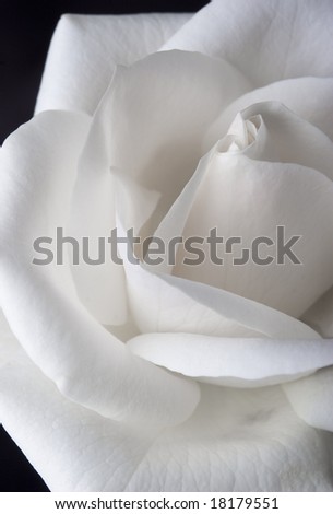 White rose macro texture