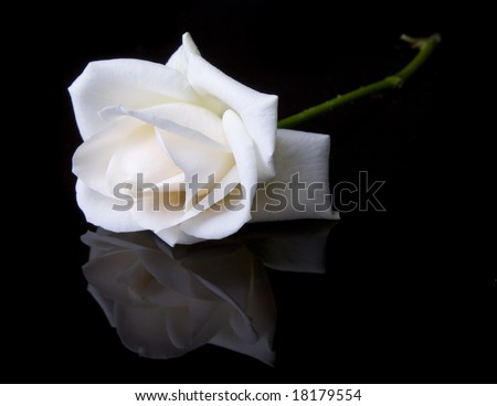 Single fallen white rose on black background