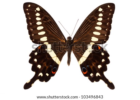 Emperor Swallowtail