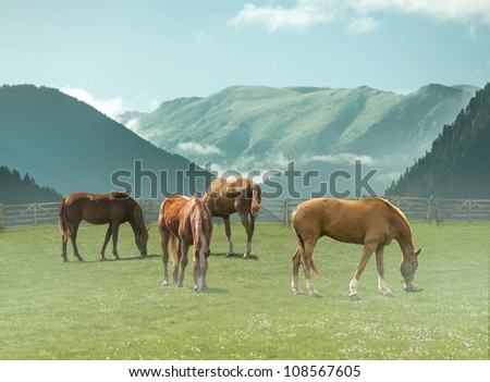 Horses eating grass with foggy mountains on the background