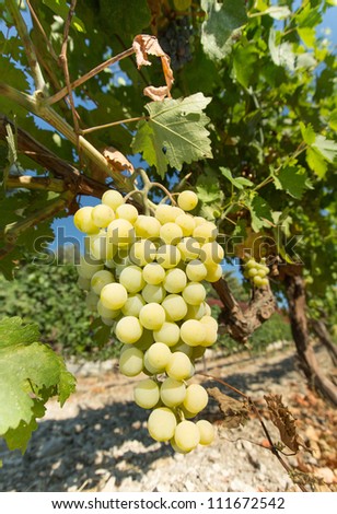 Yellow wine grapes