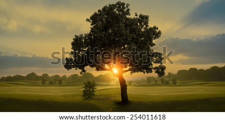 Amazing sunrise and the tree in a golf course