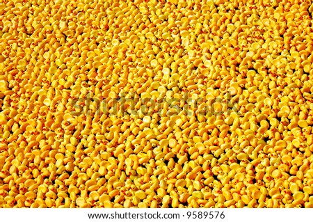 Background of yellow plastic ducks floating on water.