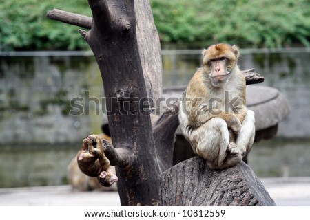 Mother monkey with baby hanging upside down from tree