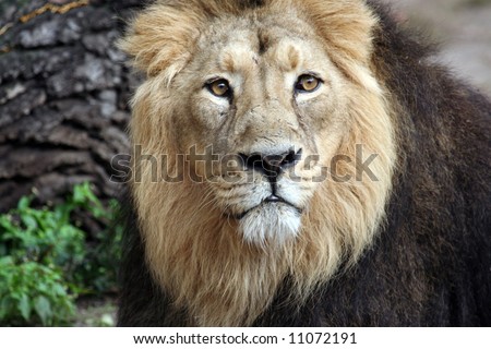 Noble Lion