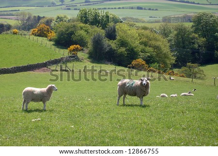 Sheep grazing in field in agricultural landscape, North Yorkshire National Park, England.