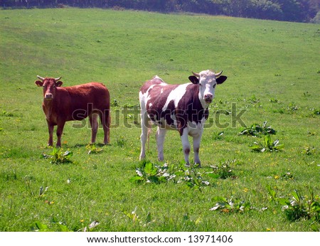Beef cows stood in countryside rural scene, England.