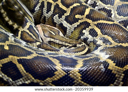 http://image.shutterstock.com/display_pic_with_logo/103246/103246,1226415348,3/stock-photo-close-up-of-boa-constrictor-snake-20359939.jpg