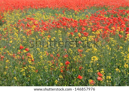 Background of red and yellow poppy flowers in bloom.