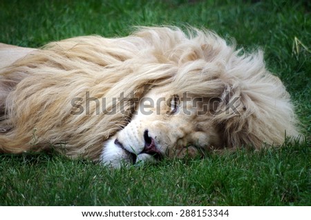 Rare white lion sleeping  - Panthera leo krugeri