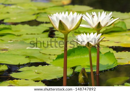 White Water Lily Blooming in Sunshine Day, Closeup