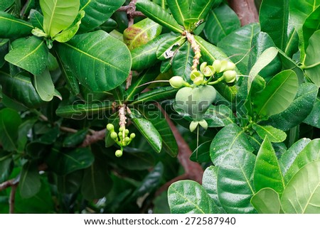 Fish Poison Tree showing Green Fruit and Bunch of Flowers (Barringtonia asiatica)