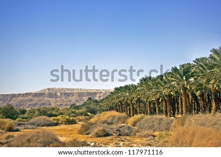 Israel, landscapes of the Judaic desert. Plantation of date palm trees