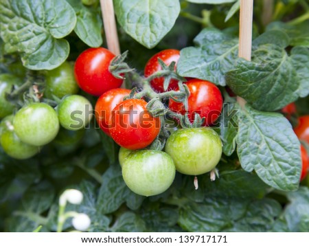 Bush of the cherry tomatoes which are growing ripe in the greenhouse
