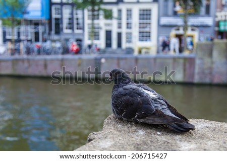 Amsterdam, Netherlands, on July 7, 2014. The pigeon sits on the bank of the channel against old houses