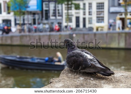 Amsterdam, Netherlands, on July 7, 2014. The pigeon sits on the bank of the channel against old houses