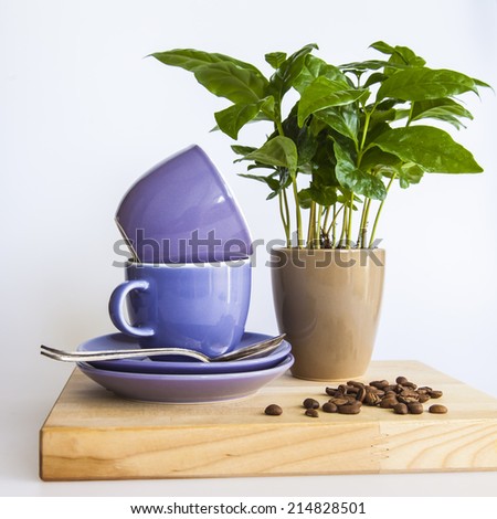 Blue coffee cups, coffee tree and fried coffee grains