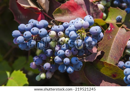 Cluster of ripening wild grapes