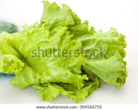 The fresh sheet salad collected from a bed