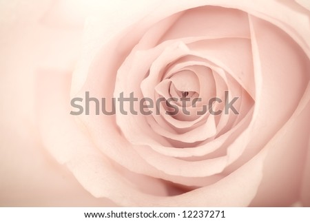 Aged Rose