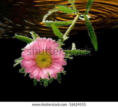 Flower Underwater