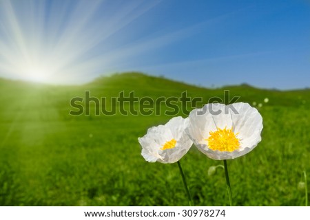 white poppy flowers  growing  on the hills