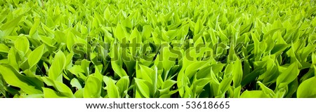 panoramic green banner of the grass