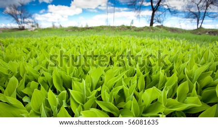 lily of the valley field under blue skies
