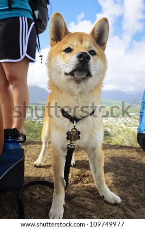 a shiba inu dog enjoying a day of hiking in Kailua, Hawaii