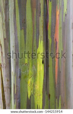 Hawaii, Kauai, Bark of a Rainbow Eucalyptus Tree.