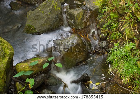 jungle stream viewed from directly above