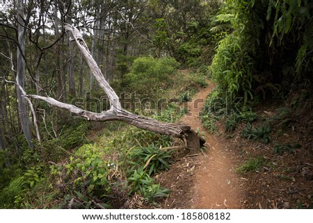 Aiea Ridge Loop hiking trail, island of Oahu, Hawaii