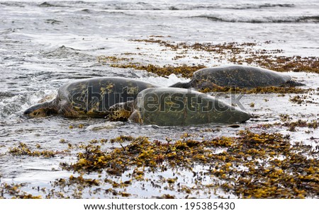 three turtles laying in the water at Turtle Beach (Laniakea), Oahu, Hawaii