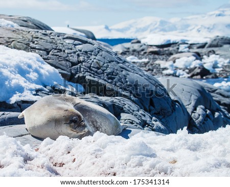 yong eiephant seal in antarctica