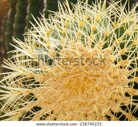 a plant in the desert. Cactus can be perennial in the dry arid desert.