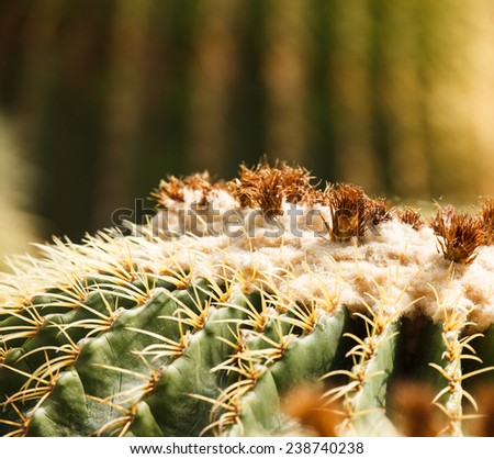 a plant in the desert. Cactus can be perennial in the dry arid desert.