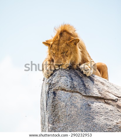 lion sleeping on rock in wild to escape insects