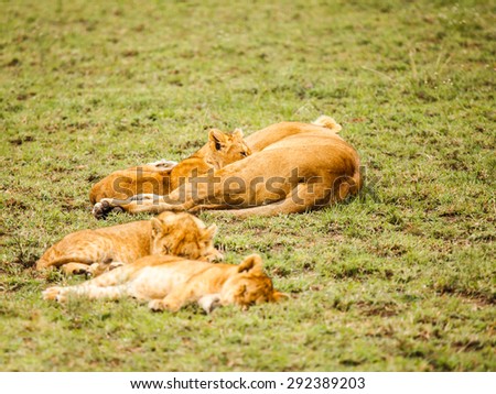 Lion family in wildlife Tanzania