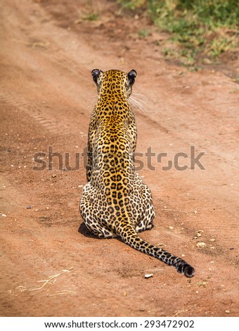 Leopard is hunting in the wild Tanzania