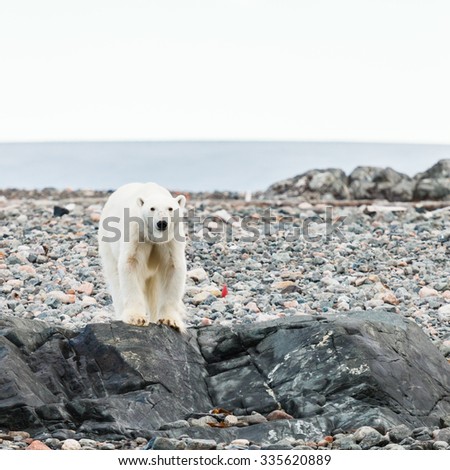 polar bear endangered species to protect