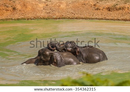 young elephants playing water in wild. shooting in animal observatory.