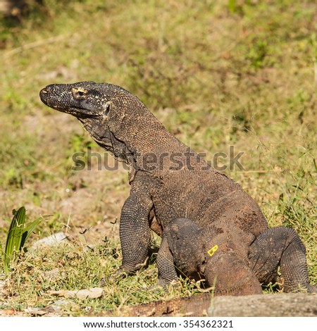 komodo dragon ranked as a reptile lizard species. The habitat on Komodo Island.