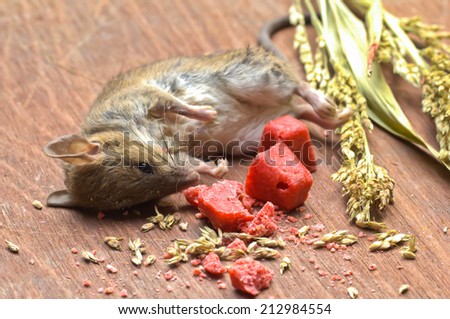 Rat poisoned by toxic bait