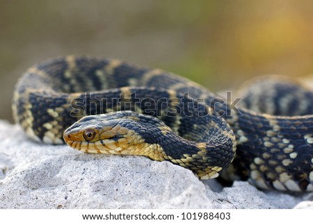 Banded water snake (Nerodia fasciata)
