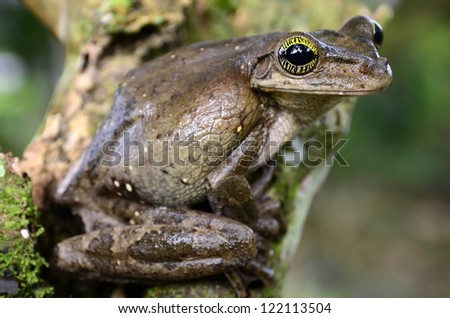 Giant broad-headed tree frog (Osteocephalus taurinus)
