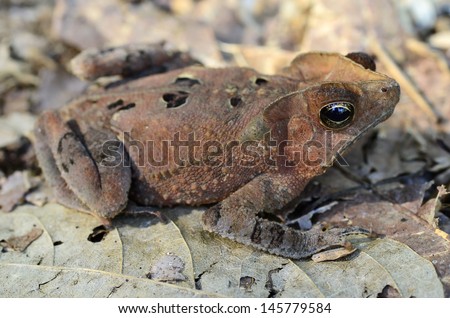 South American common toad (Rhinella margaritifera)