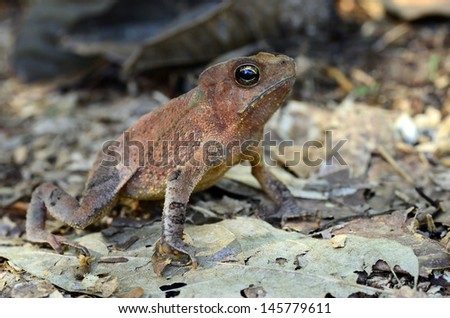 South American common toad (Rhinella margaritifera)
