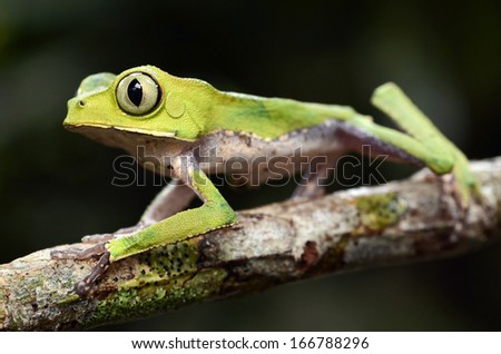 White lined monkey frog (Phyllomedusa vaillanti)